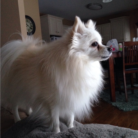 Meet your Posher, Dena - Picture 7 of 15